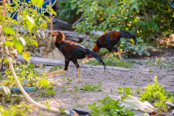 Gallo colorido o gallo de lucha en la granja — Foto de Stock