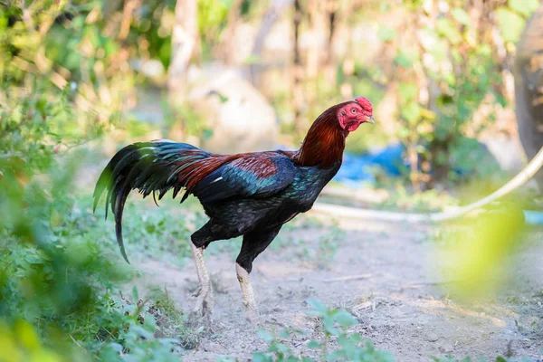 Gallo colorido o gallo de lucha en la granja — Foto de Stock