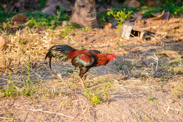 Galo colorido ou galo de luta na fazenda — Fotografia de Stock