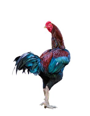güzel erkek horoz üzerinde beyaz izole
