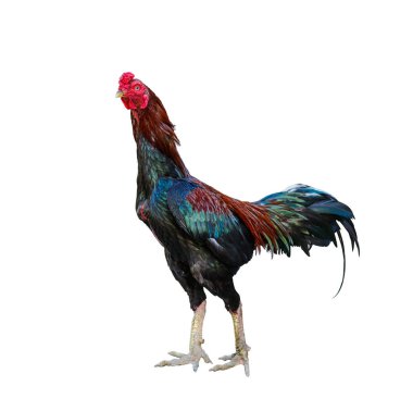 güzel erkek horoz üzerinde beyaz izole