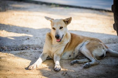 kiremit katta uyuyan köpeği