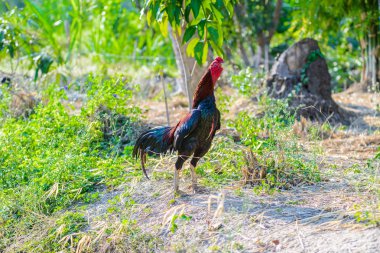 Renkli horoz ya da çiftlikte dövüşen horoz