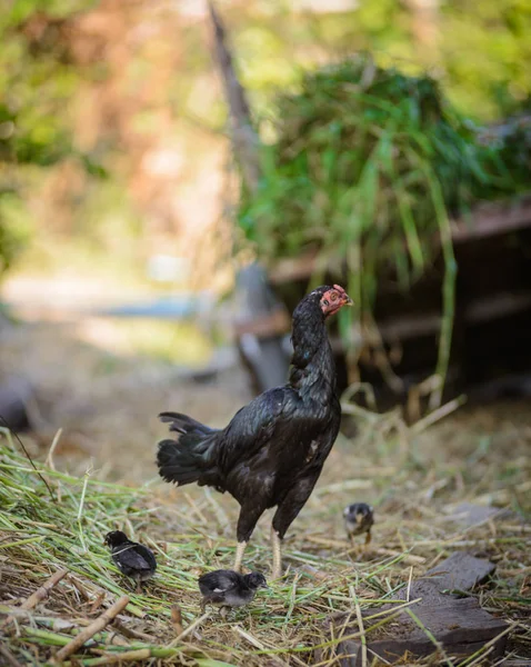 Gallinas y rebaños, gallinas pollitas bandada de pie en el suelo, bandadas — Foto de Stock