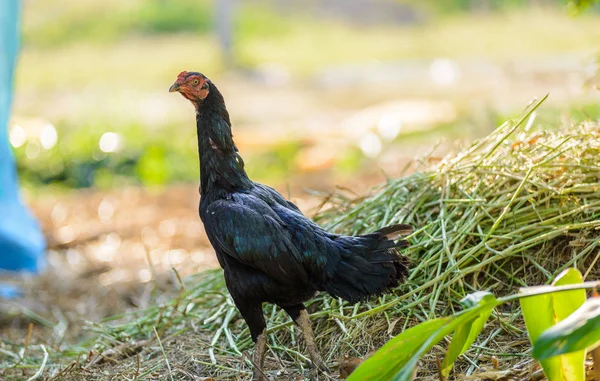 Gallina caminando por la granja para comer en el suelo . — Foto de Stock