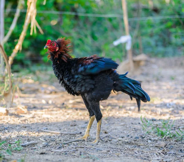 Horoz ve tavuk — Stok fotoğraf