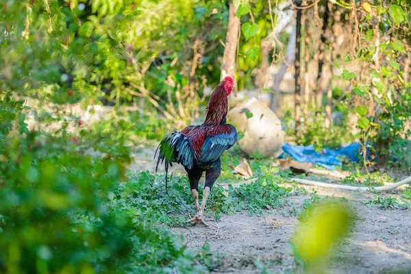 Gallo colorato o gallo combattente nella fattoria — Foto Stock