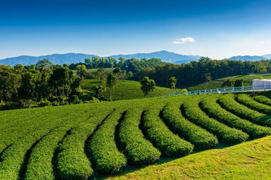 Yeşil çay alan mavi gökyüzü ile