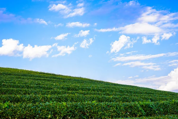 Campo de té verde con cielo azul — Foto de Stock