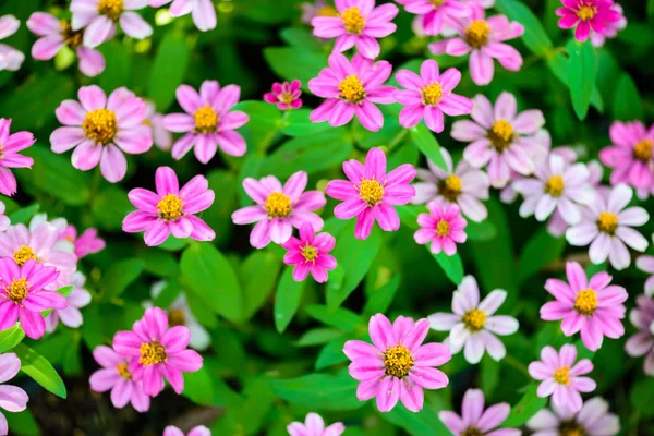 Closeup Zinnia çiçekler — Stok fotoğraf