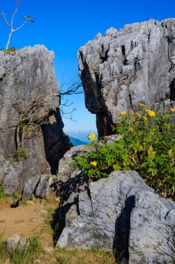 Doi Pha Tang bakış, Tayland Chiang Rai il. güze