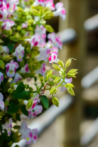 Purple flowers, Asystasia gangetica flowers — Stock Photo, Image