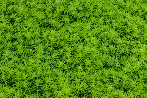 Myriophyllum, watermilfoil, пресноводные водные растения — стоковое фото