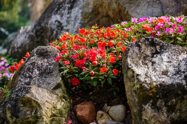 Impatiens Lisa Sultanii upptagen Lizzie blommor, stora Detaile — Stockfoto