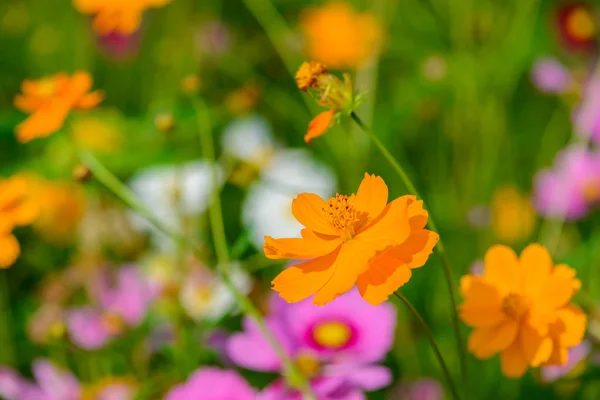 Cosmos çiçek çiçeklenme — Stok fotoğraf