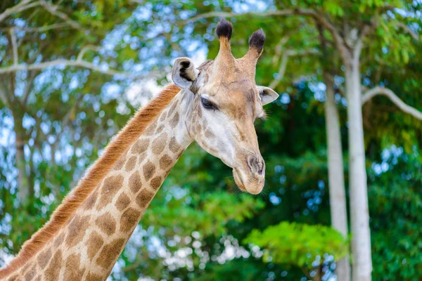 Cabeça de girafa close-up — Fotografia de Stock