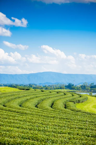 Campo de té verde con cielo azul —  Fotos de Stock