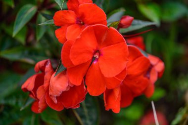 Impatiens Walleriana Sultanii meşgul Lizzie çiçekler, büyük Detaile