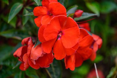 Impatiens Walleriana Sultanii Busy Lizzie Flowers, Large Detaile clipart