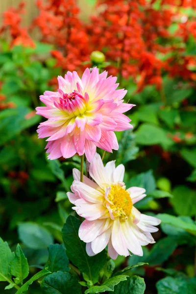 Lindas flores Dahlia — Fotografia de Stock