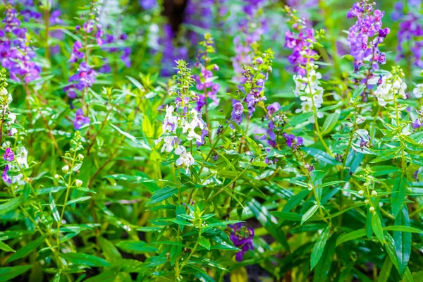 Waew Wichian květ (Angelonia goyazensis bliznu) — Stock fotografie