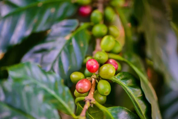 Granos de café en árbol — Foto de Stock