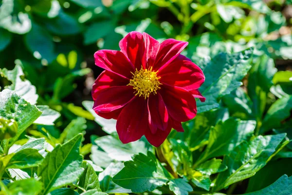 Tithonia rotundifolia kırmızı — Stok fotoğraf