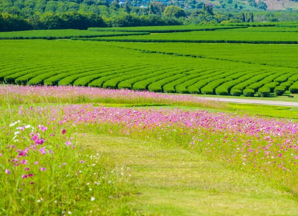 Campos Cosmos y Campo de té verde con cielo azul — Foto de Stock