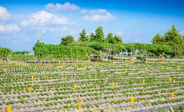 Cultivo de morango, parcialmente coberto com proteção contra geadas — Fotografia de Stock