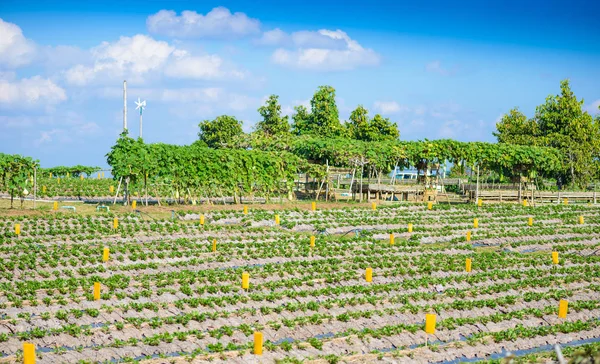 Coltivazione di fragole, parzialmente coperta da protezione contro il gelo — Foto Stock