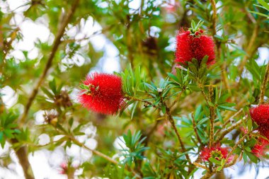 Şişe fırça ağacının kırmızı çiçekler