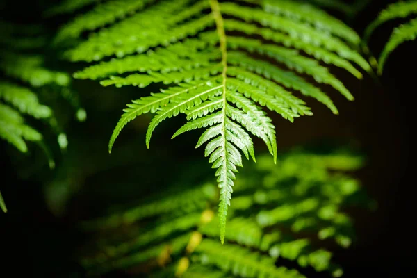 美しい緑のシダの葉 — ストック写真