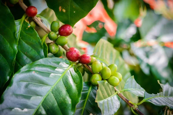 Coffee beans on tree — Stock Photo, Image