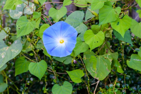 Cielo azul, gloria de la mañana, Celestial Azul — Foto de Stock