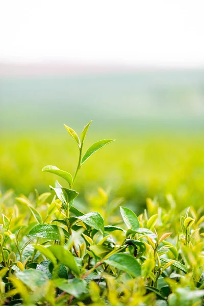 Bud chá verde e folhas frescas no fundo borrado - planta de chá — Fotografia de Stock