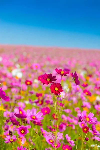 Flores del cosmos floreciendo —  Fotos de Stock