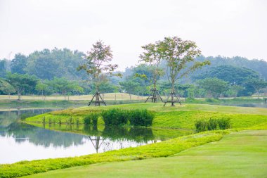 Büyük ağaç su yansıması ile durgun su birikintisi üzerinde