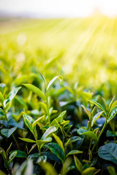 Brote de té verde y hojas frescas sobre fondo borroso - planta de té — Foto de Stock