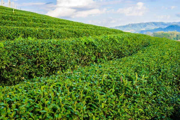 Green tea field with blue sky