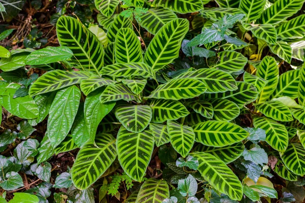 Ctenanthe Regi-marxii Marantaceae ailesinin