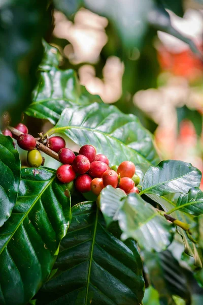 Kávová zrna na stromě — Stock fotografie