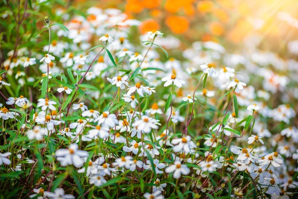 Flower with a little bug. The flower call Sphagneticola trilobat — Stock Photo, Image