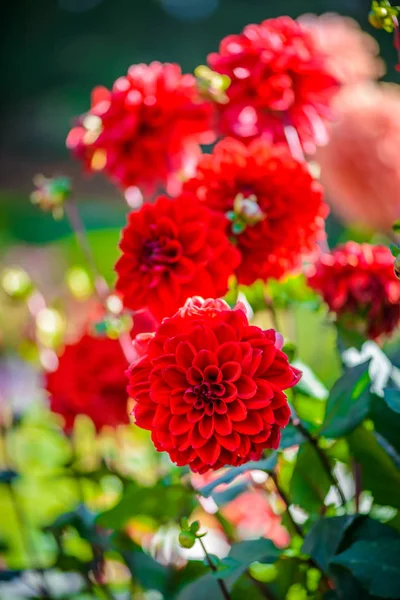 Hermosas flores de Dahlia — Foto de Stock