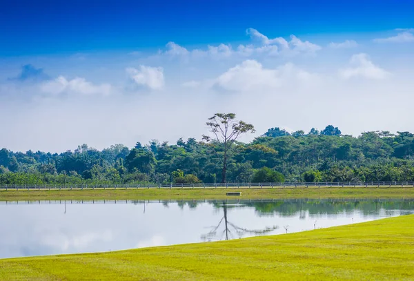 Árvore grande em lagoa de água parada com reflexão de água — Fotografia de Stock