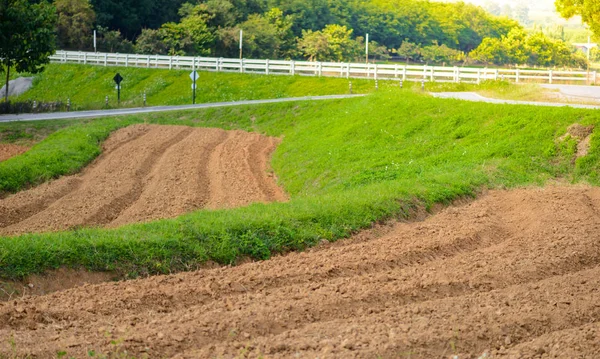 Soil preparation for planting Green Tea Farm — Stock Photo, Image