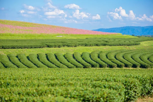 Cosmos Fields and Green tea field with blue sky — Stock Photo, Image