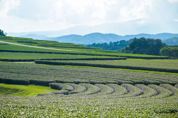 Green tea field with blue sky — Stock Photo, Image