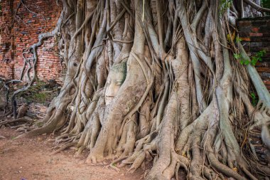 Buda kafa Wat Maha (Ayutthaya ağaç.)