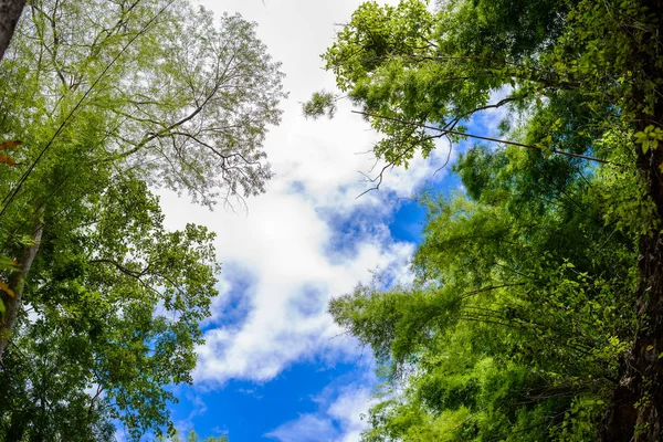 Trees branches on blue sky — Stock Photo, Image