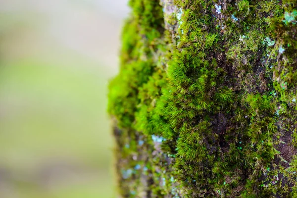 Grønne mos på træet - Stock-foto